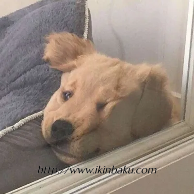 K9训练与心态矫正:探索BDSM中的犬化角色扮演-缠师-绳缚研习社